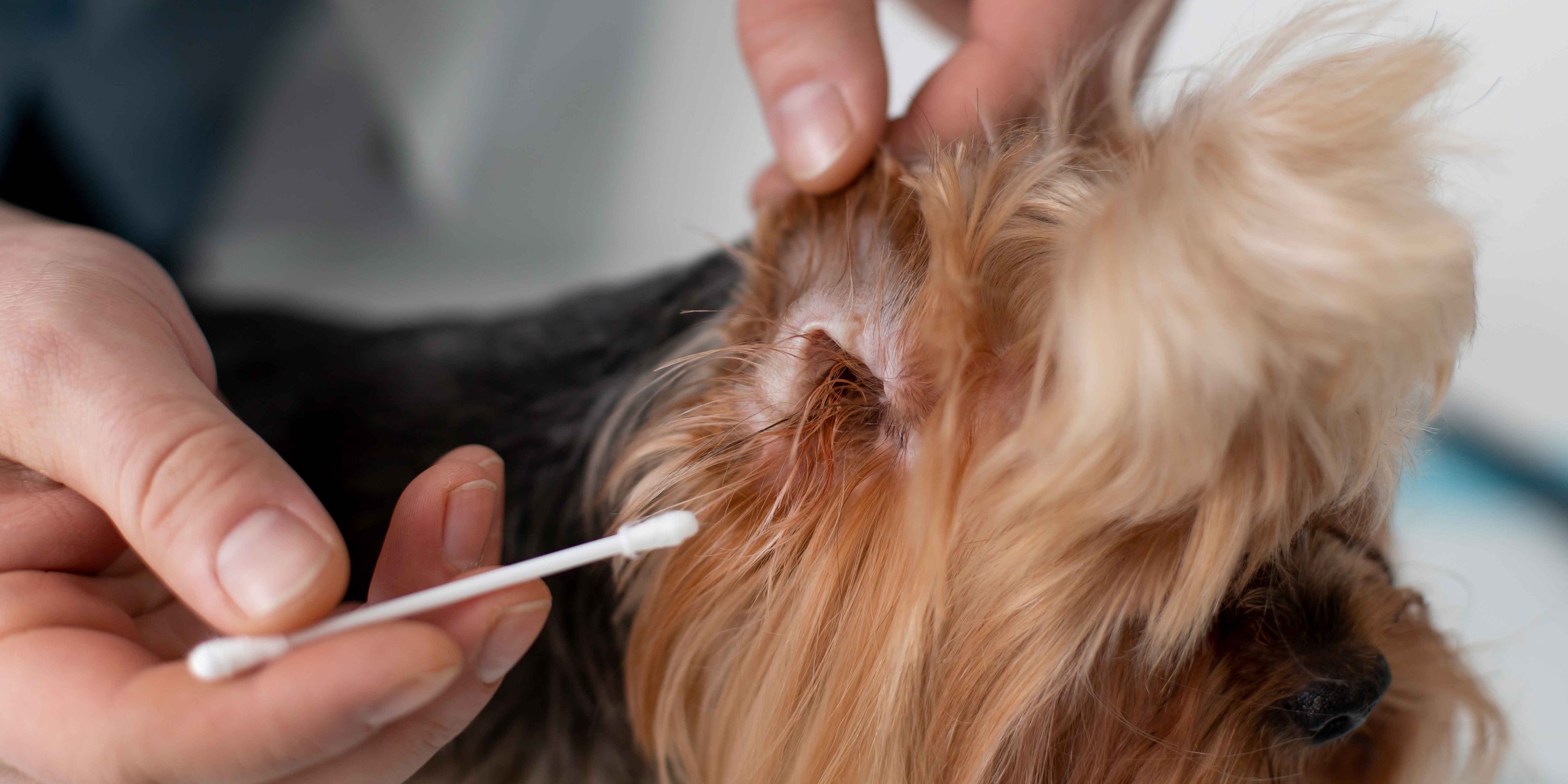 Hund, Ohr, Ohrenreinigung, Wattestäbchen, Fell