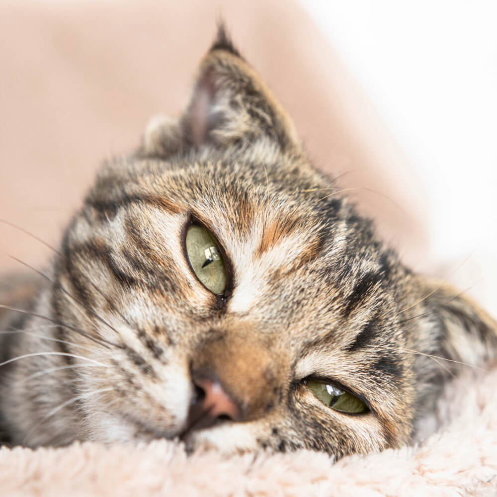 Tier, Katze, Kätzchen, Haustier, Abessinisch
