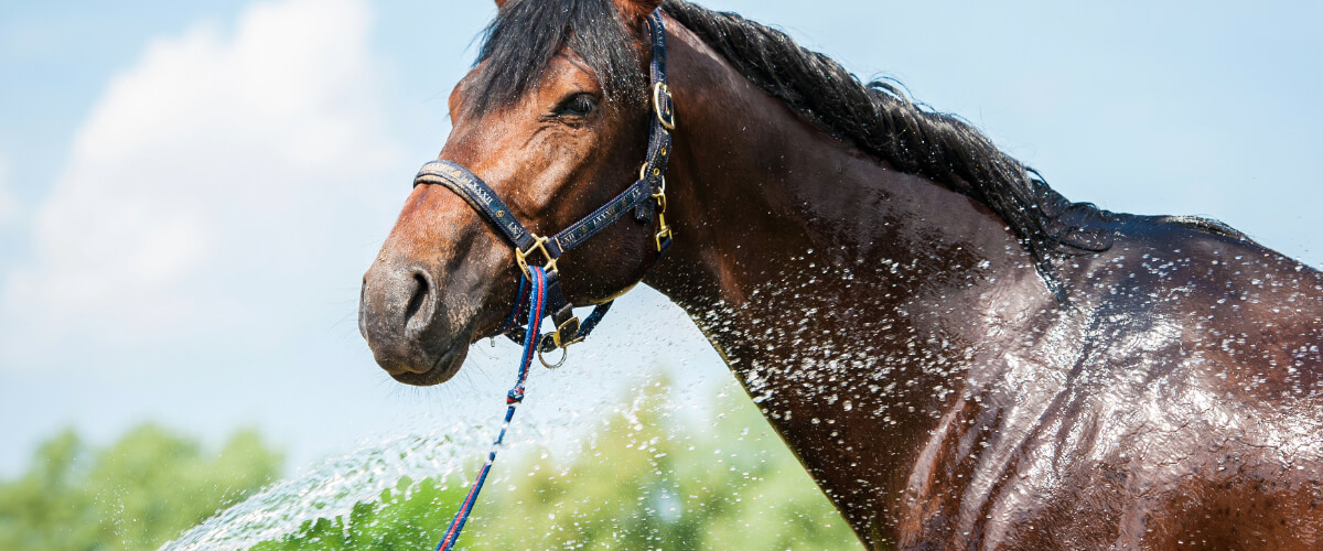Tier, Pferd, Säugetier, Colt Horse