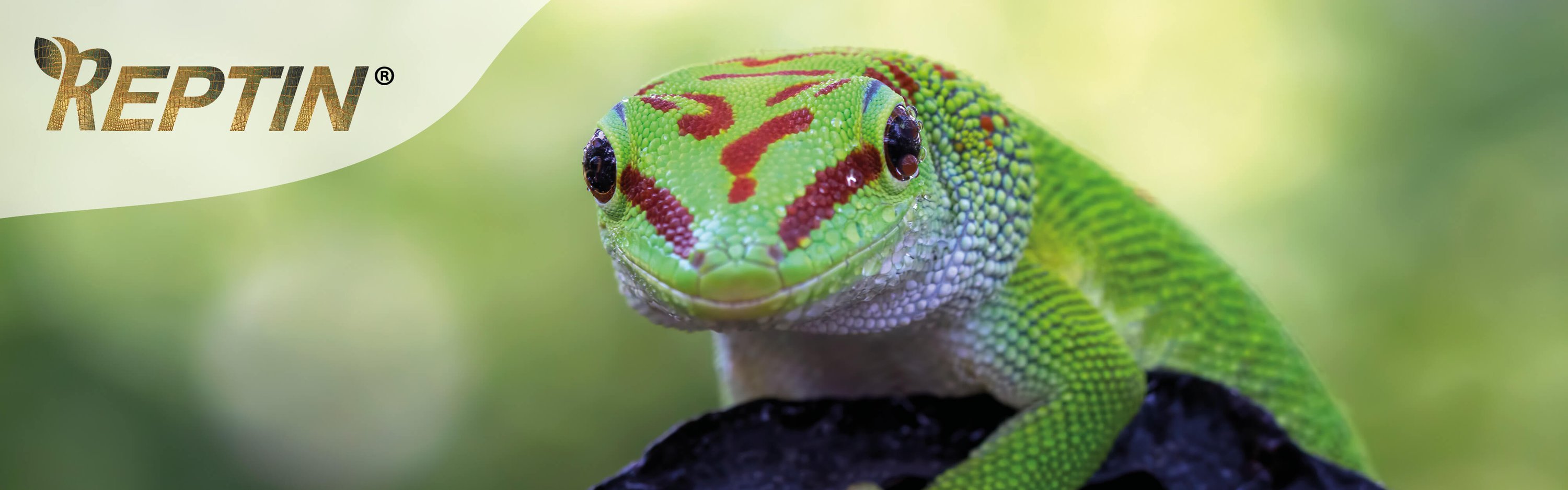 Tier, Gecko, Echse, Reptil, Grüne Echse