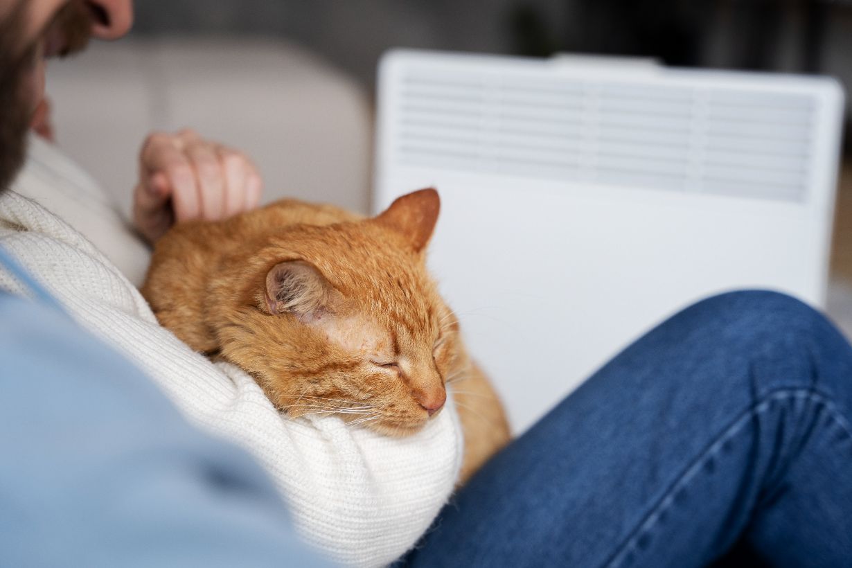 Katze, orange Katze, Katzenfell, Wohnzimmerszene, Kuscheln