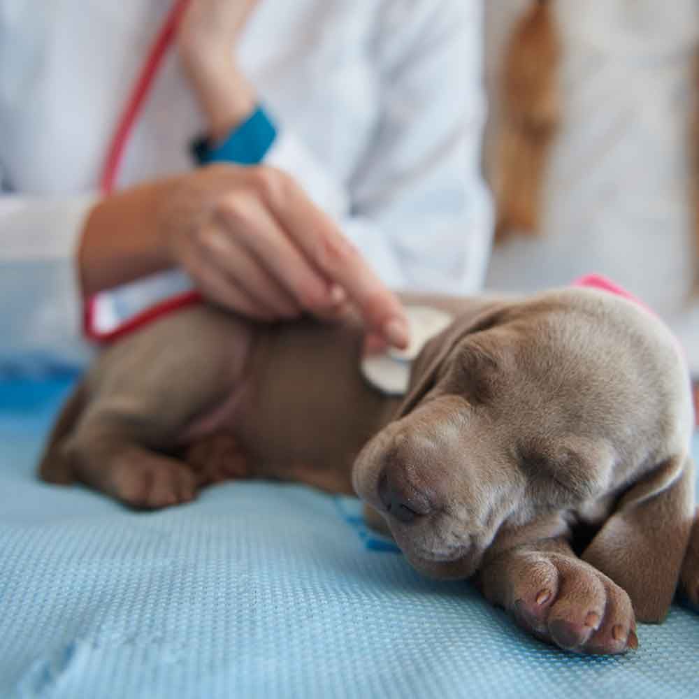 Hundewelpe, Medizinische Unruhe, Tierarzt, Stuben, Pflege