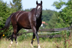 Tier, Colt Horse, Pferd, Säugetier, Andalusisches Pferd