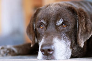 Hund, Säugetier, Haustier, Labrador Retriever