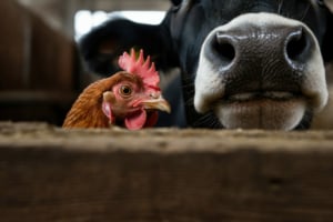 Tier, Vogel, Hühnchen, Geflügel, Schnabel
