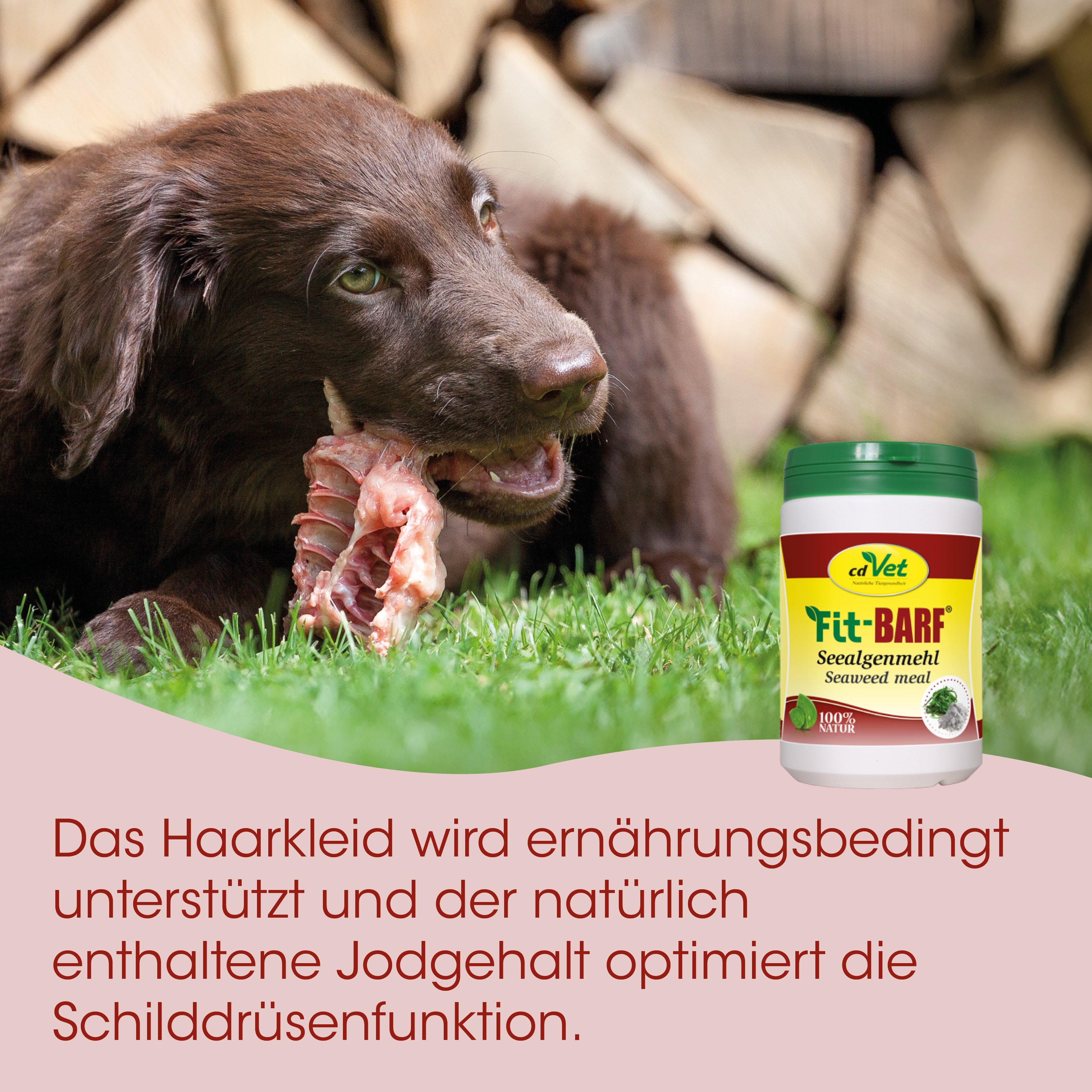 Hund, Kauen, Knochen, Zunge, Tiernahrung
