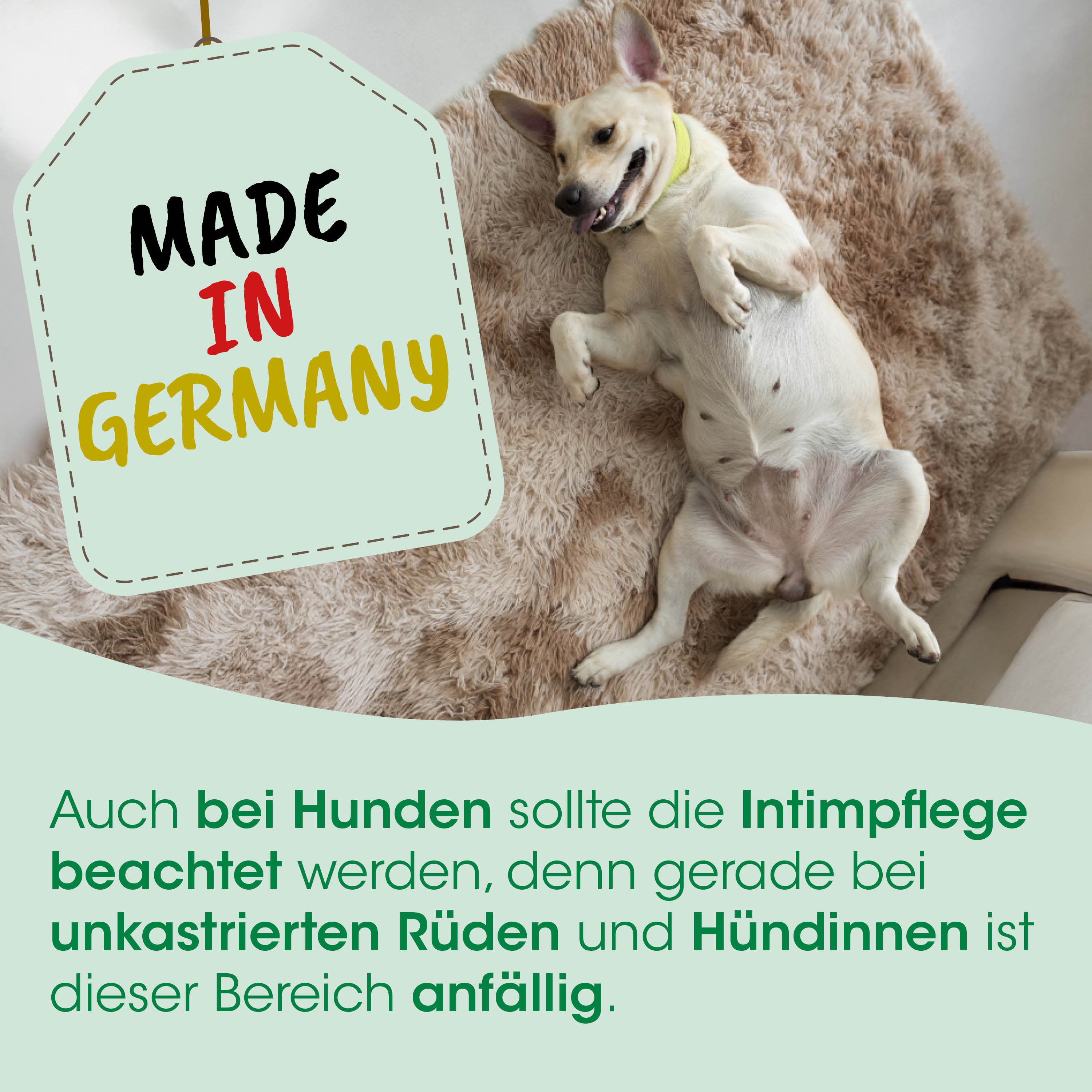 Hund, entspannt, Halsband, tan, Fell