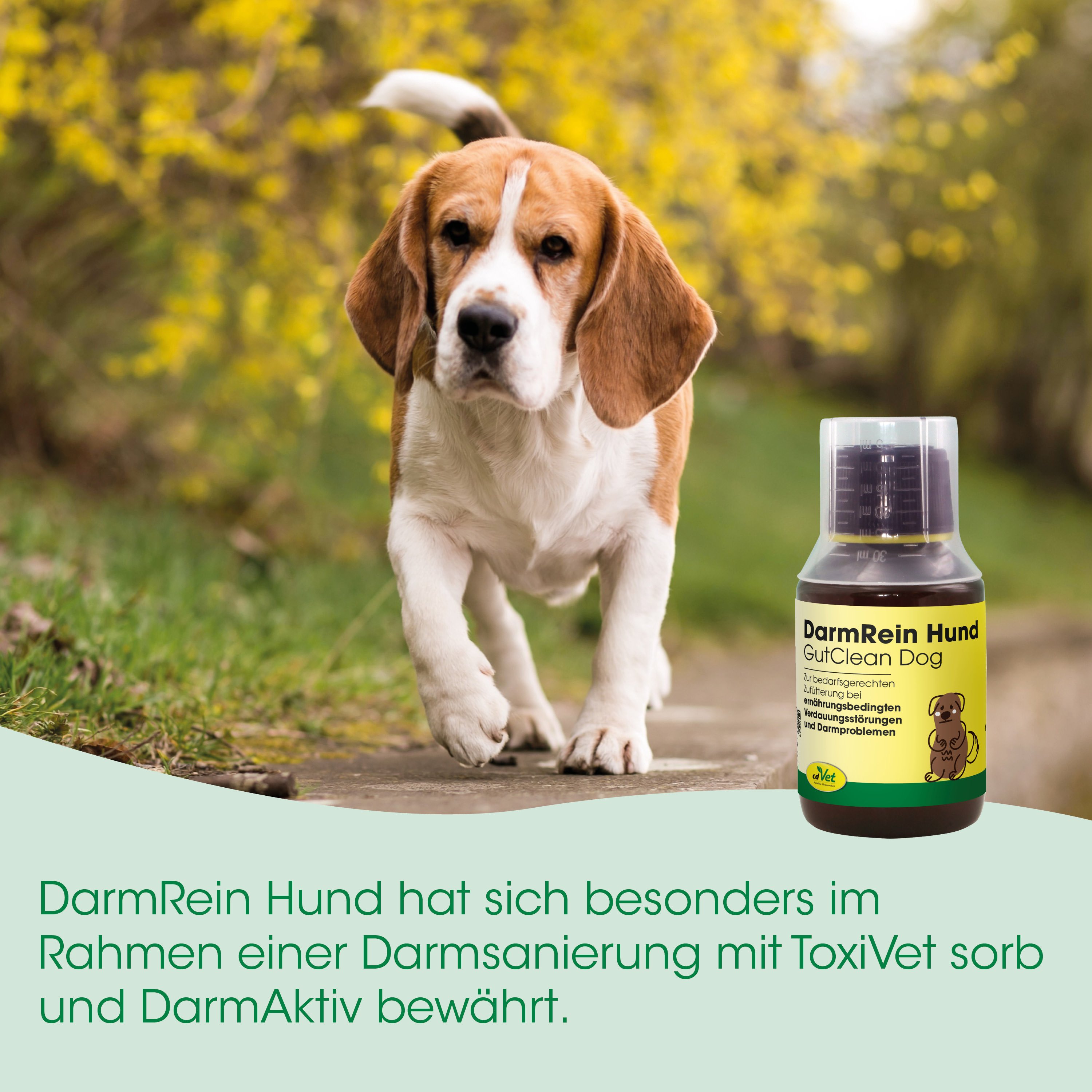 Hund, Beagle, Tiermedizin, Flasche, Medikament