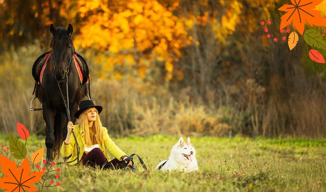 horse, woman, fall, dog, leaf-pattern, pferd, schwarzes pferd, reitausrüstung, frau, hund