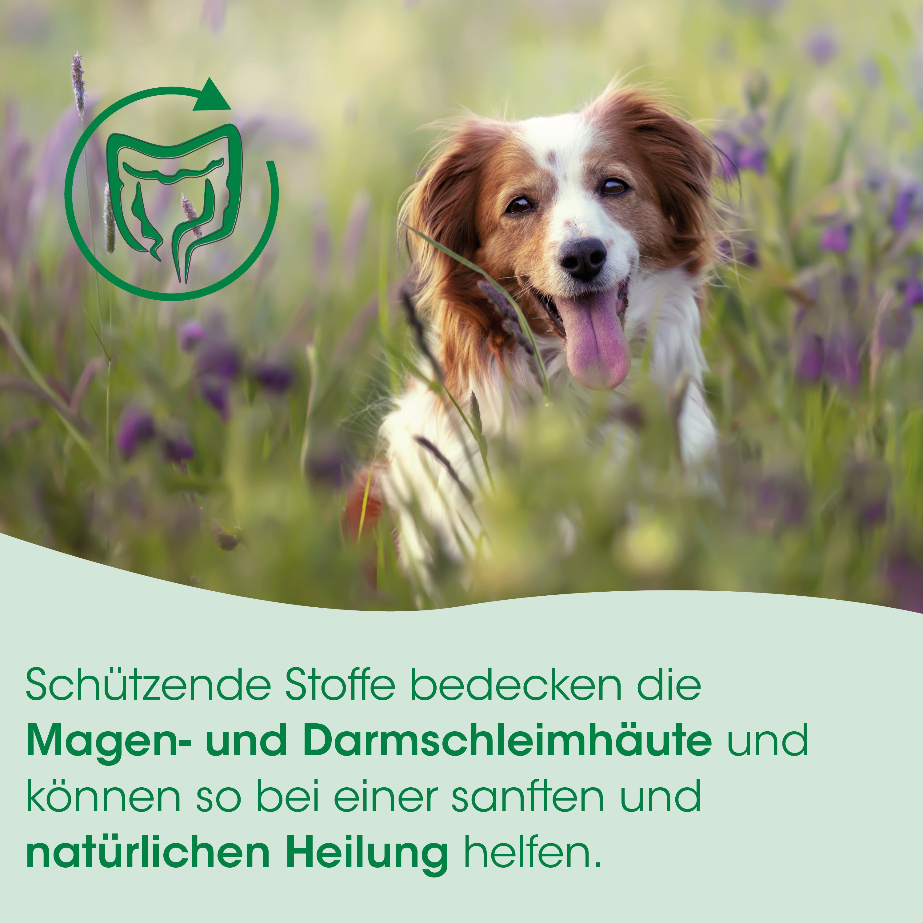 Hund, Collie, Feld, Blume, Grünes Logo