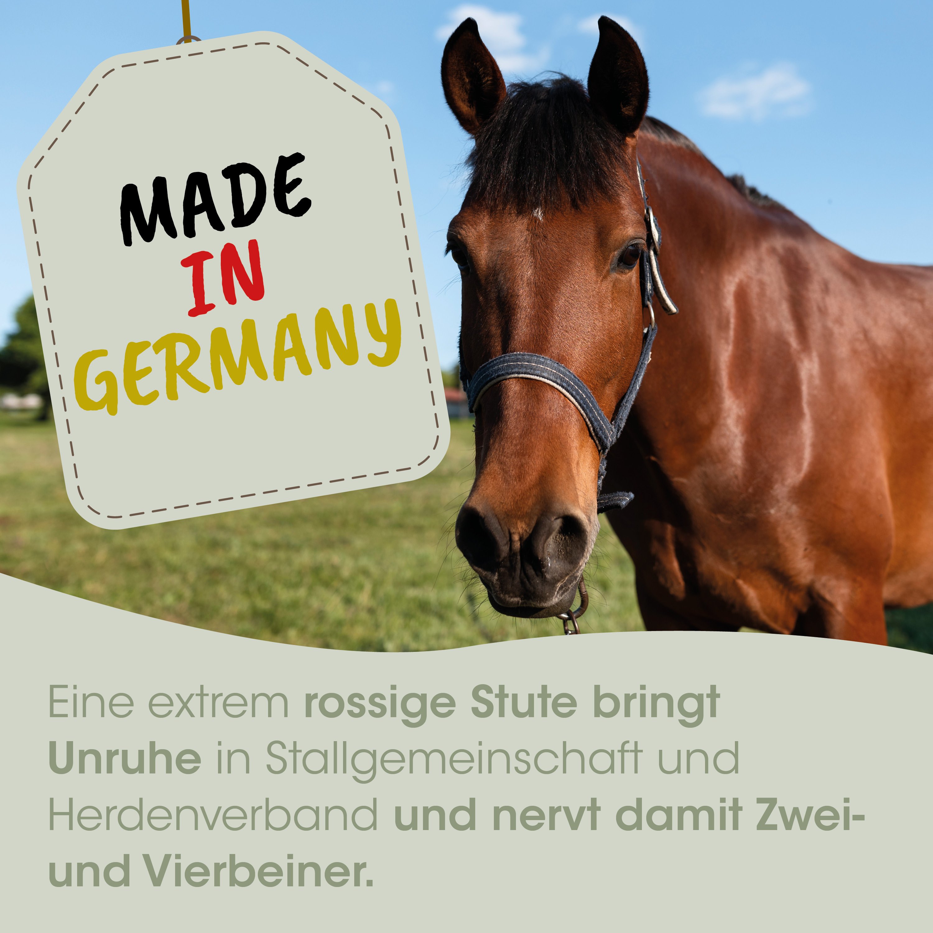 Pferd, braun, Halter, Stall, Made in Germany