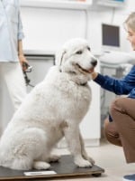 Doktor, Person, Hund, Haustier, Tierärztin