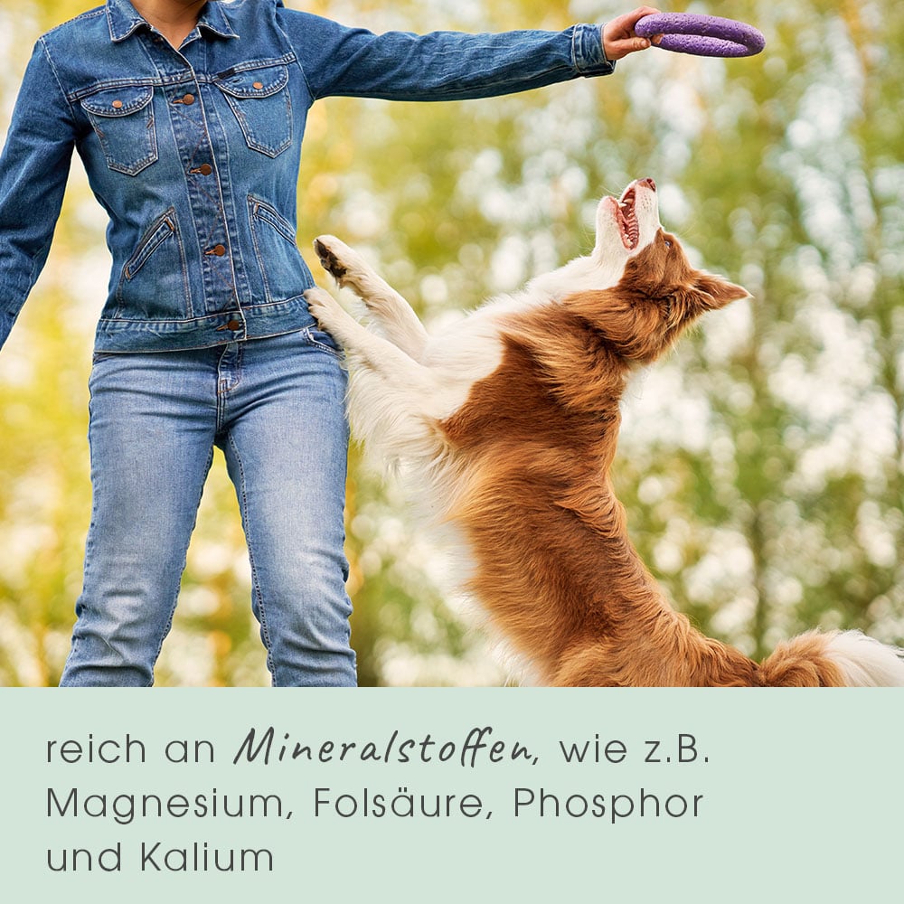 Hosen, Person, Hund, Jeanshose, Spielzeug