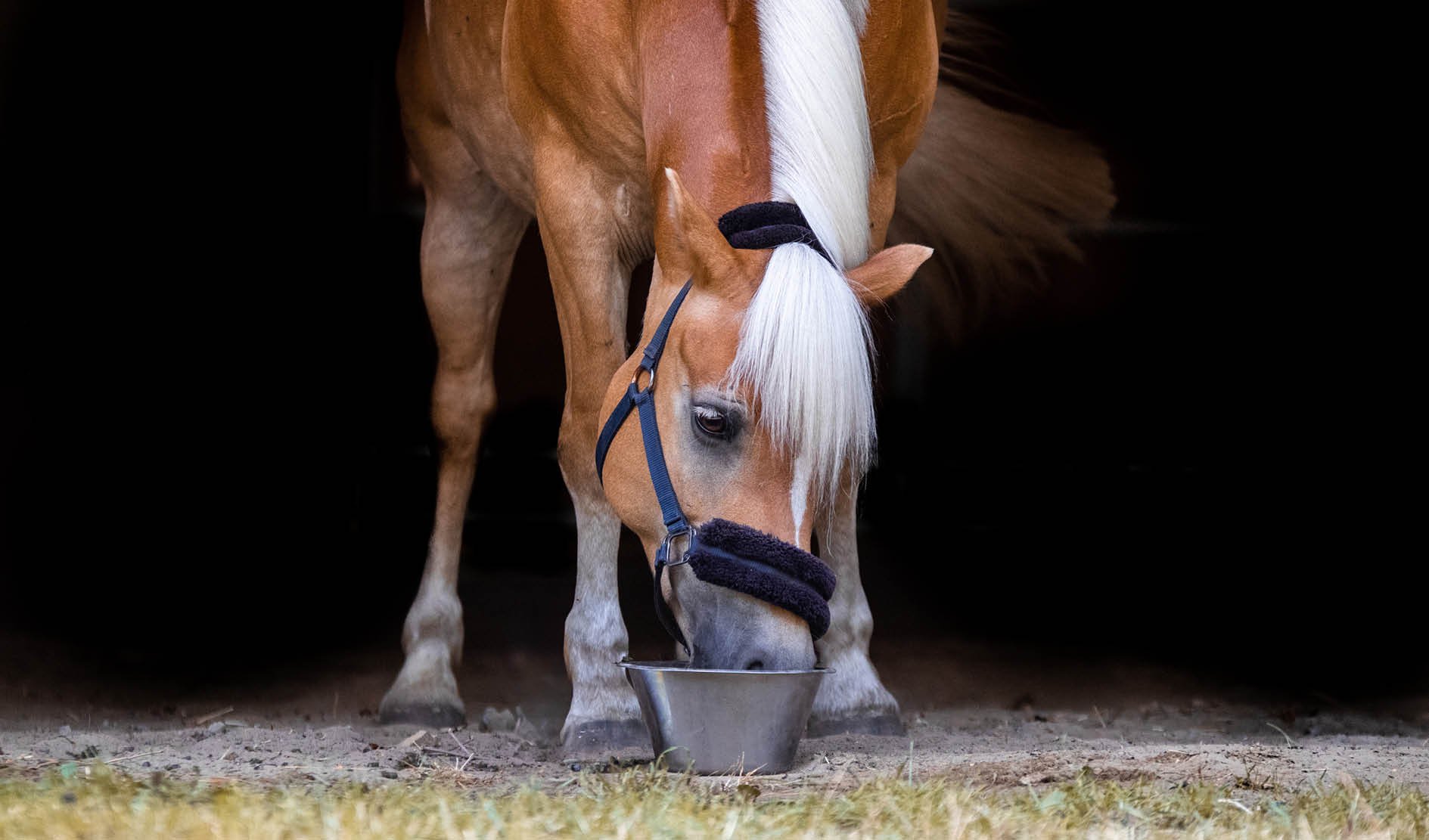 Pferd, Halsband, Halfter, Futtereimer, Pferdefutter