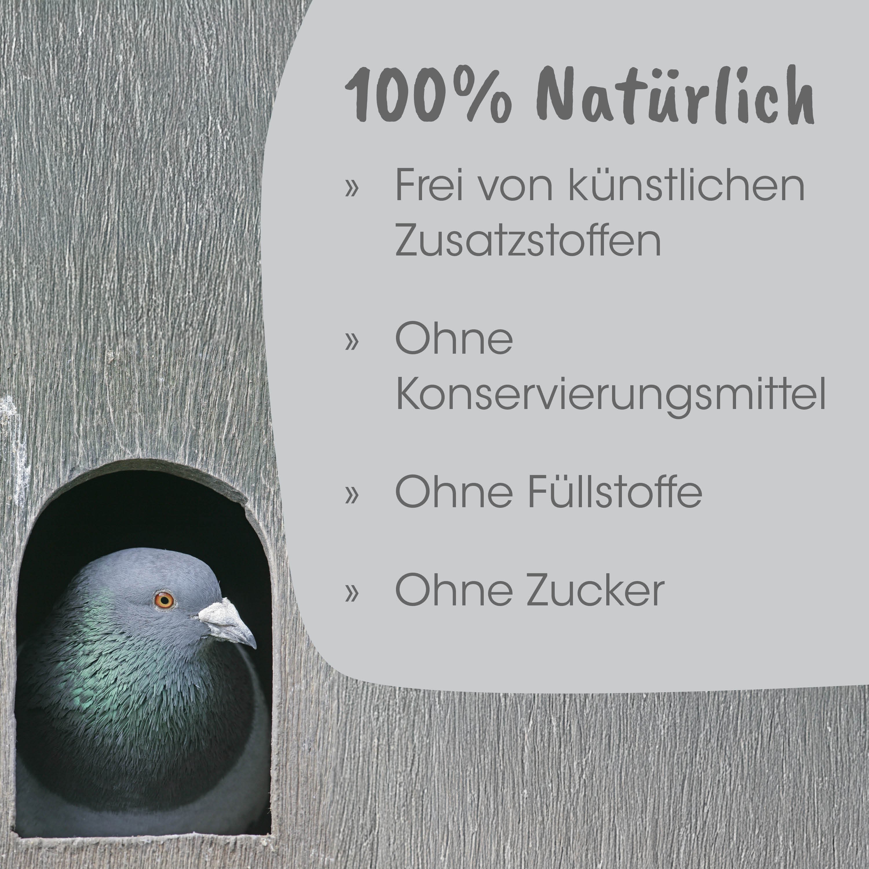 Taube, Feder, Holz, Mauer, Vogel