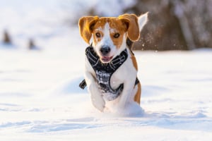 Hund, Beagle, Draußen