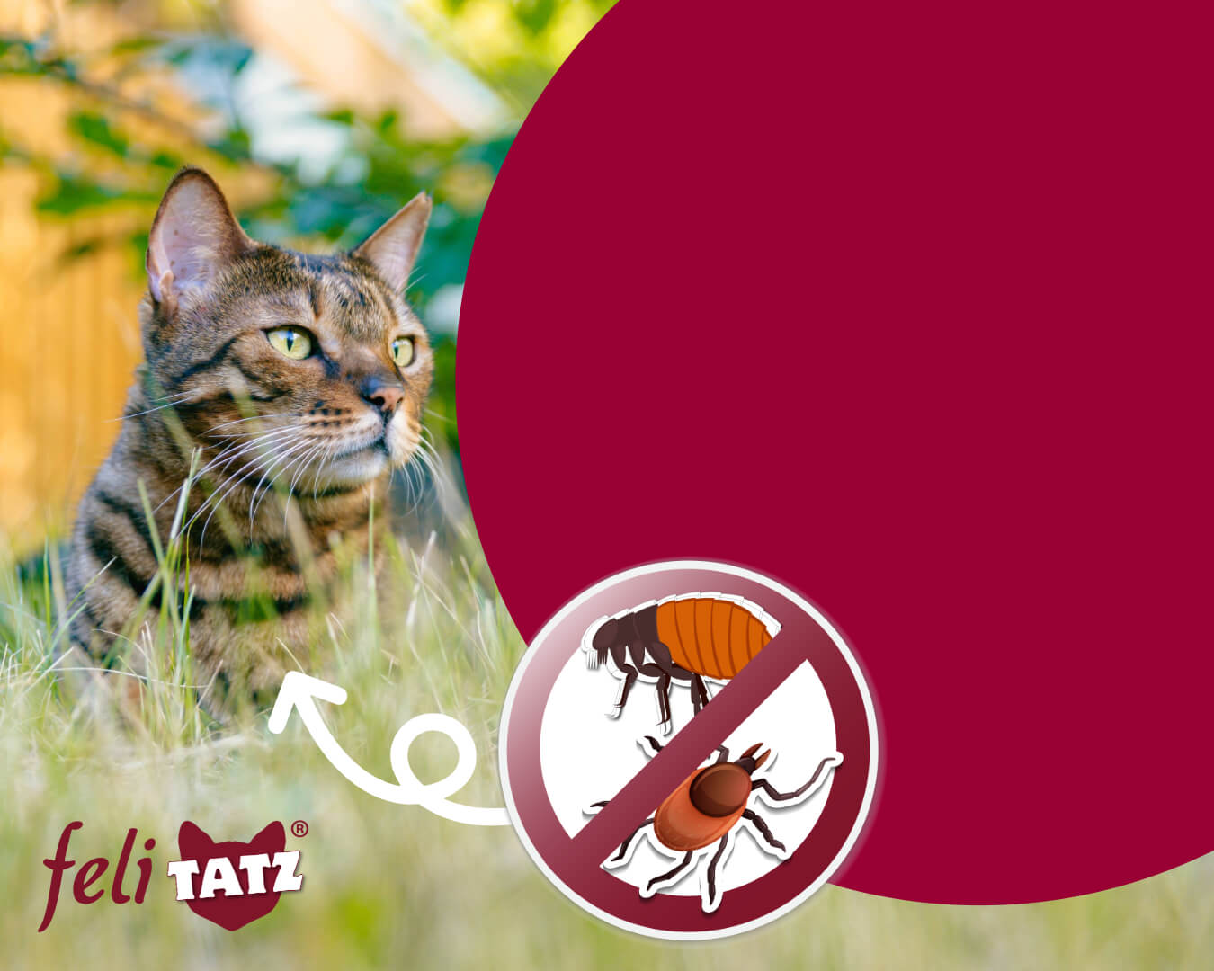 Tier, Katze, Säugetier, Haustier