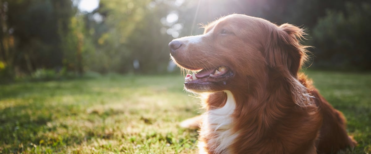 Hund, Golden Retriever, Säugetier, Haustier
