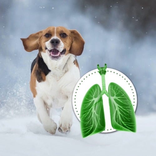 Hund, Haustier, Beagle