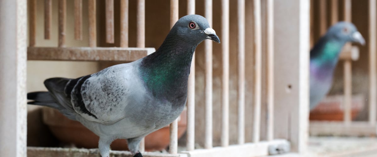 Tier, Vogel, Taube