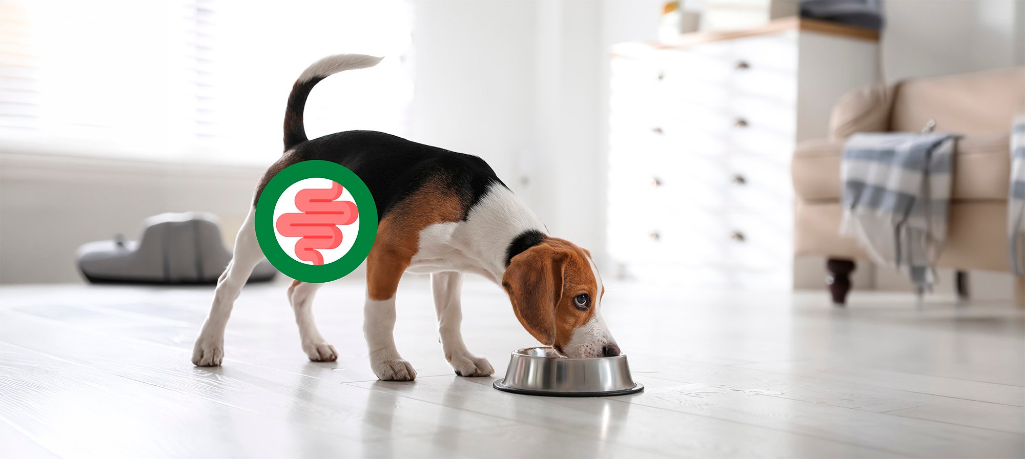 Beagle mix, Hund, Tier, Futternapf, innenraum