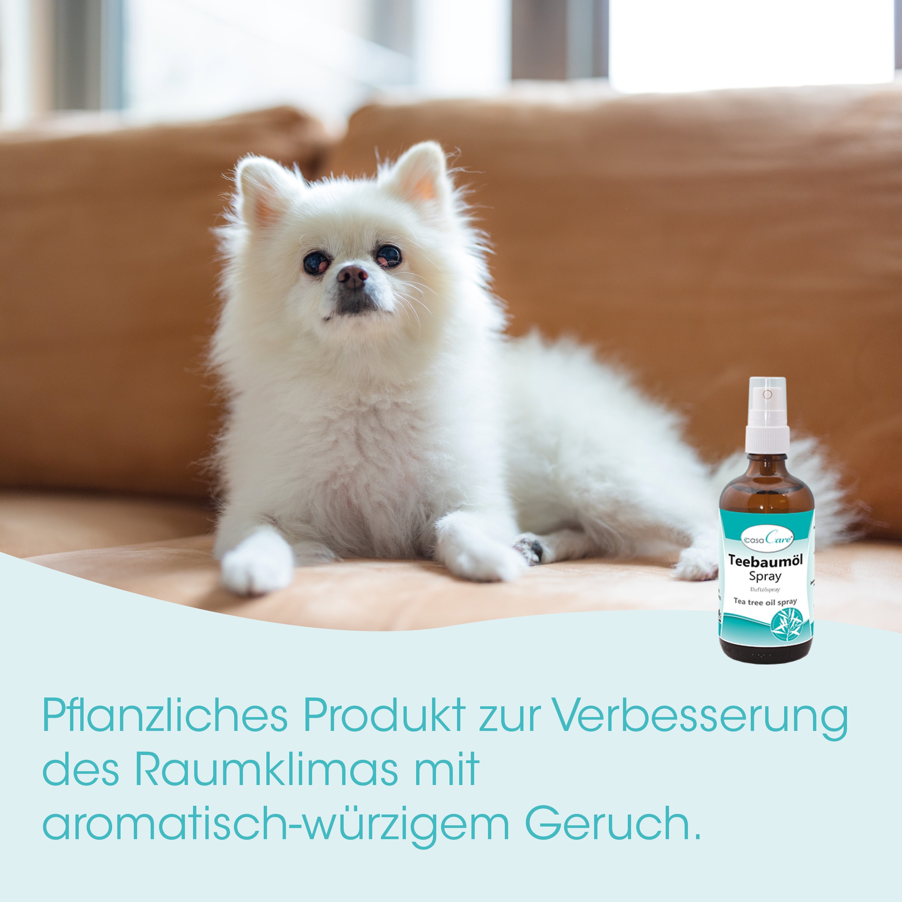 Hund, Pomeranian, weiß, Spray, Tierpflege