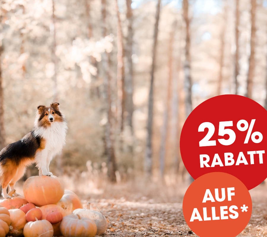 Hund, Kürbisse, Herbstwald, Rabattaktion, 25 Prozent Rabatt