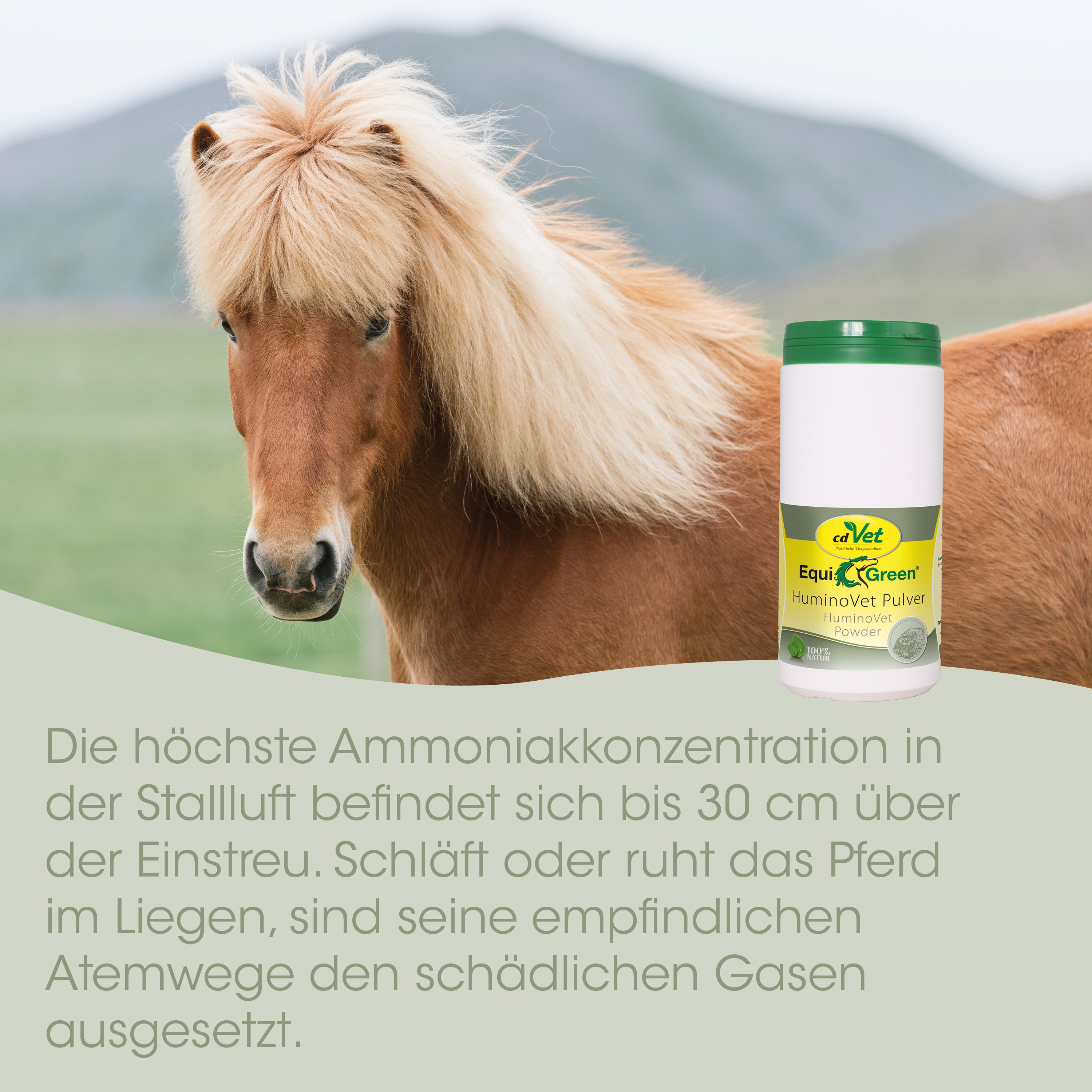Pferd, Hengst, Fell, Mähnenpferd, Supplements