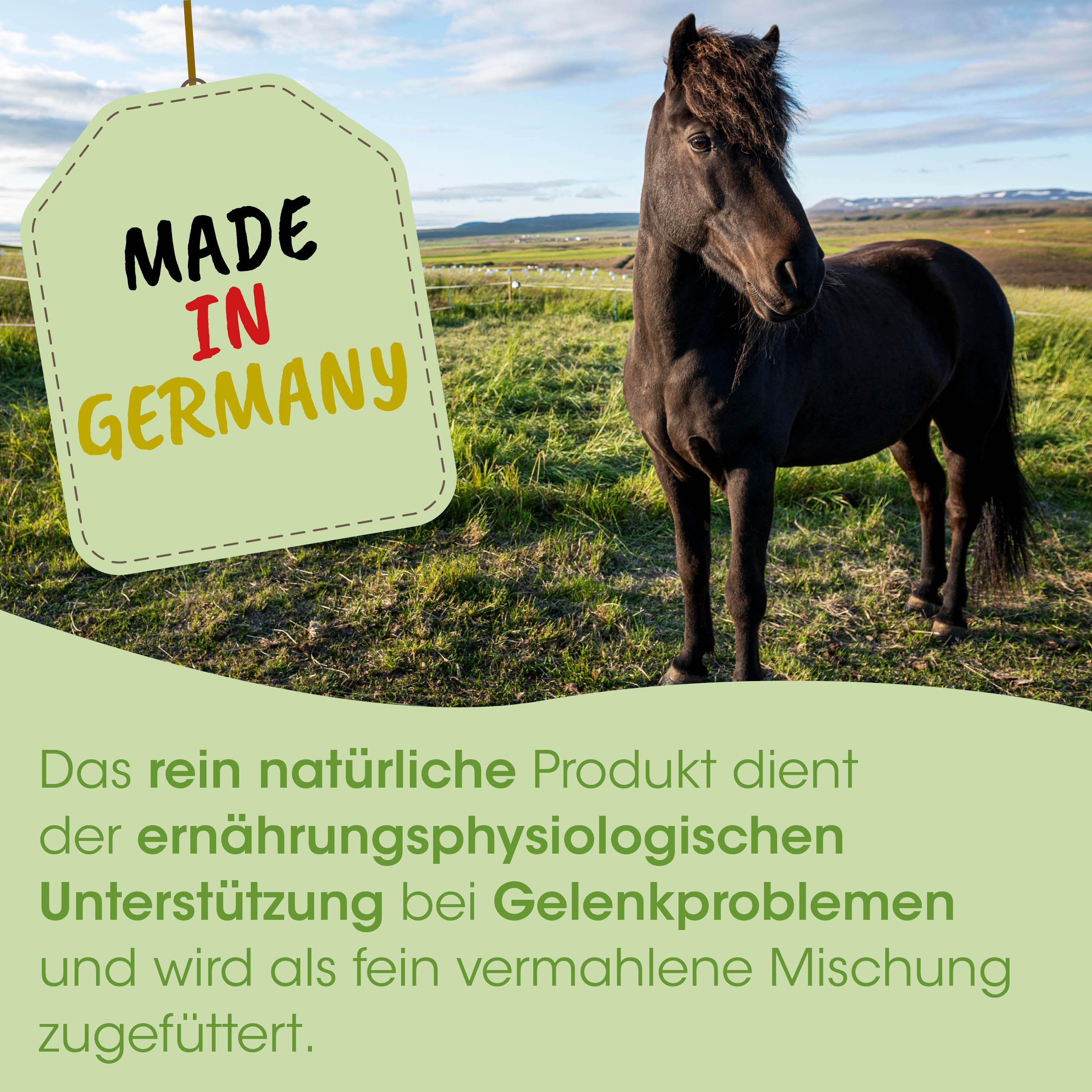Pferd, schwarzes Pferd, Mähne, im Freien, Made in Germany