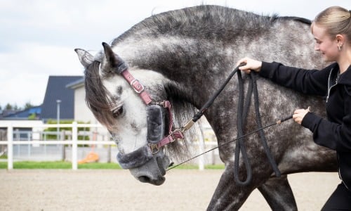 pferd, harness, halfter, lederhalfter, reiterin