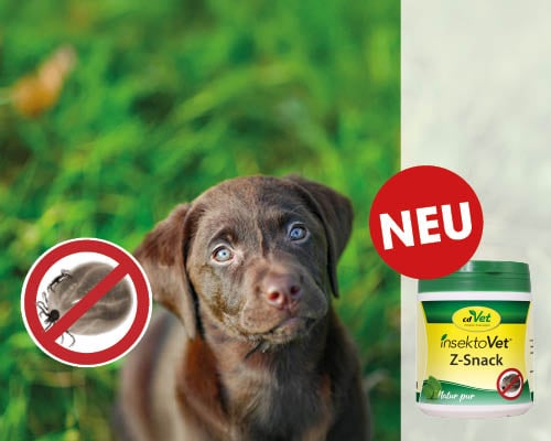 Tier, Hund, Säugetier, Haustier