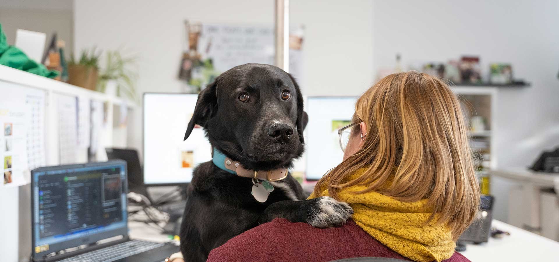 Hund, Tier, Halsband, schwarz, Büro