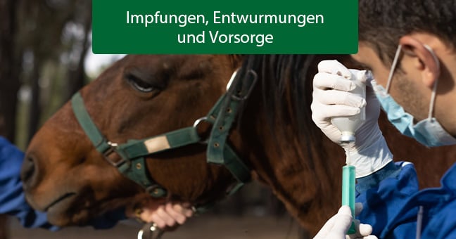 Doktor, Person, Tierärztin, Pferd, Säugetier, Doktor, Person, Tierärztin, Pferd, Säugetier