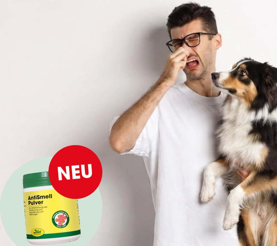 isolate, anti-schnupfen, puder, hund, neue rückseite
