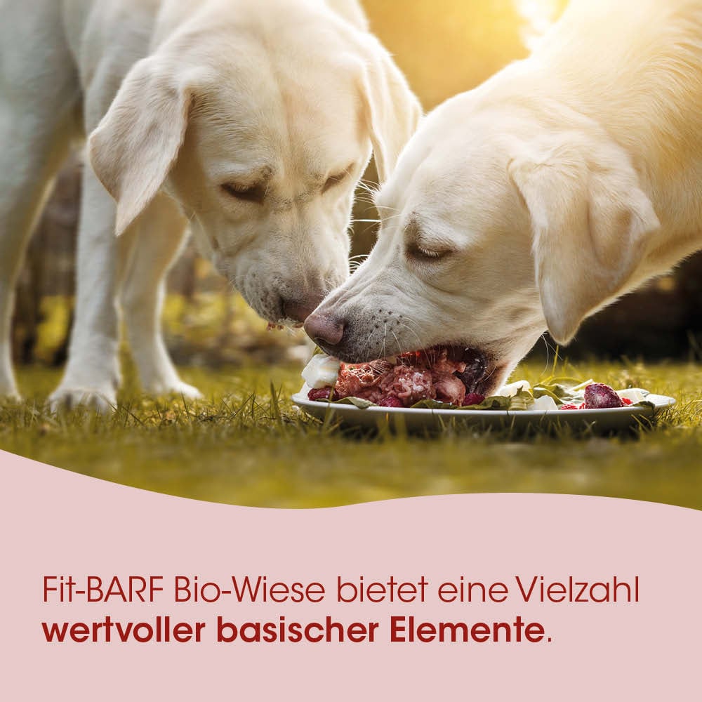 Hunde Leckerlis, Barf, Bio-Hunde-Futter, Frischfleisch, Tiernahrung