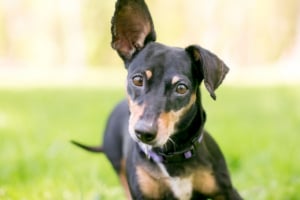 Hund, Haustier, Welpe