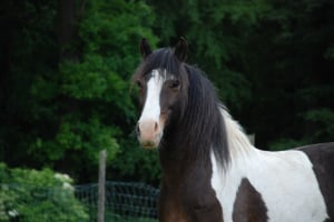 Tier, Colt Horse, Pferd, Säugetier, Hengst