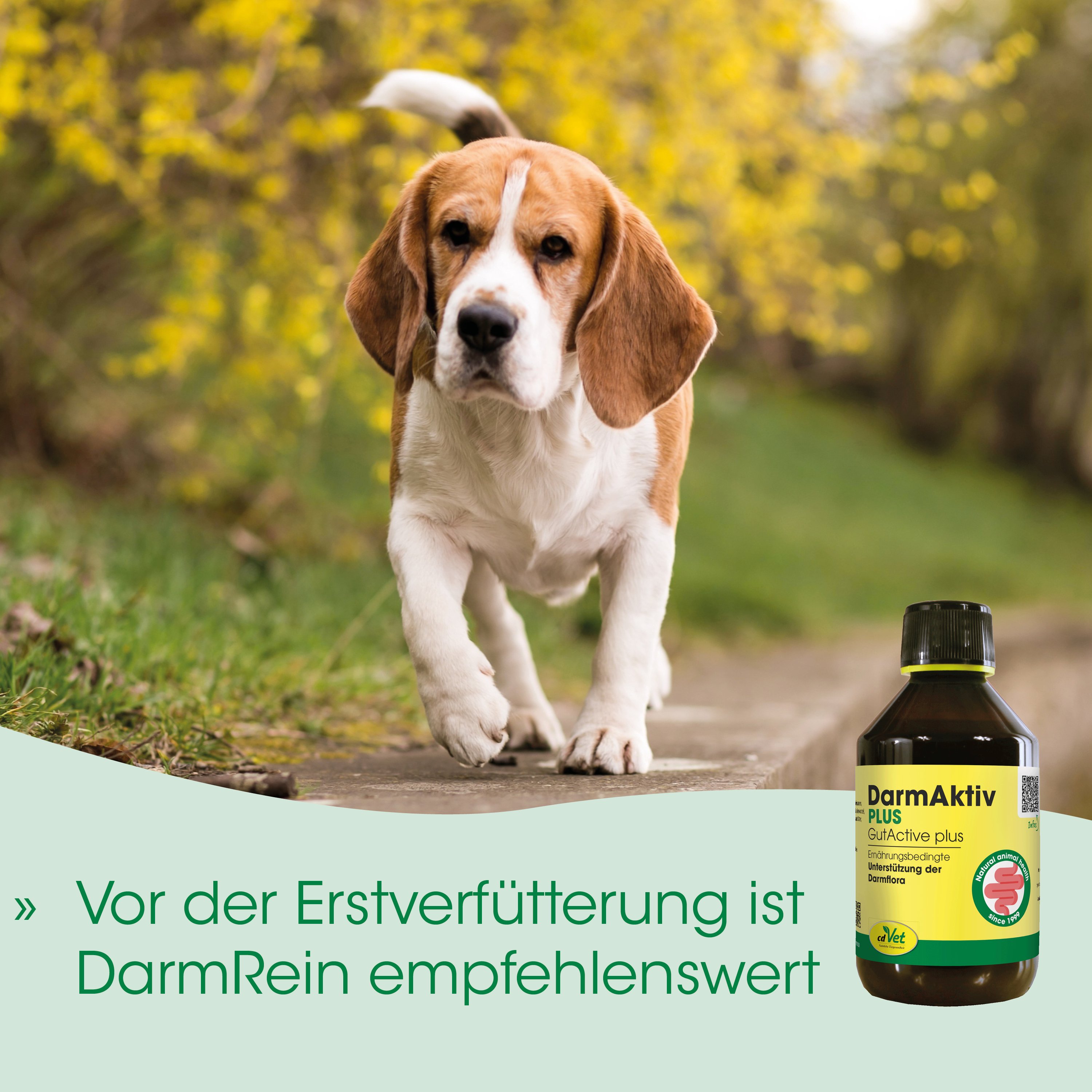 beagle, Hund, Tier, Flasche, Ergänzung