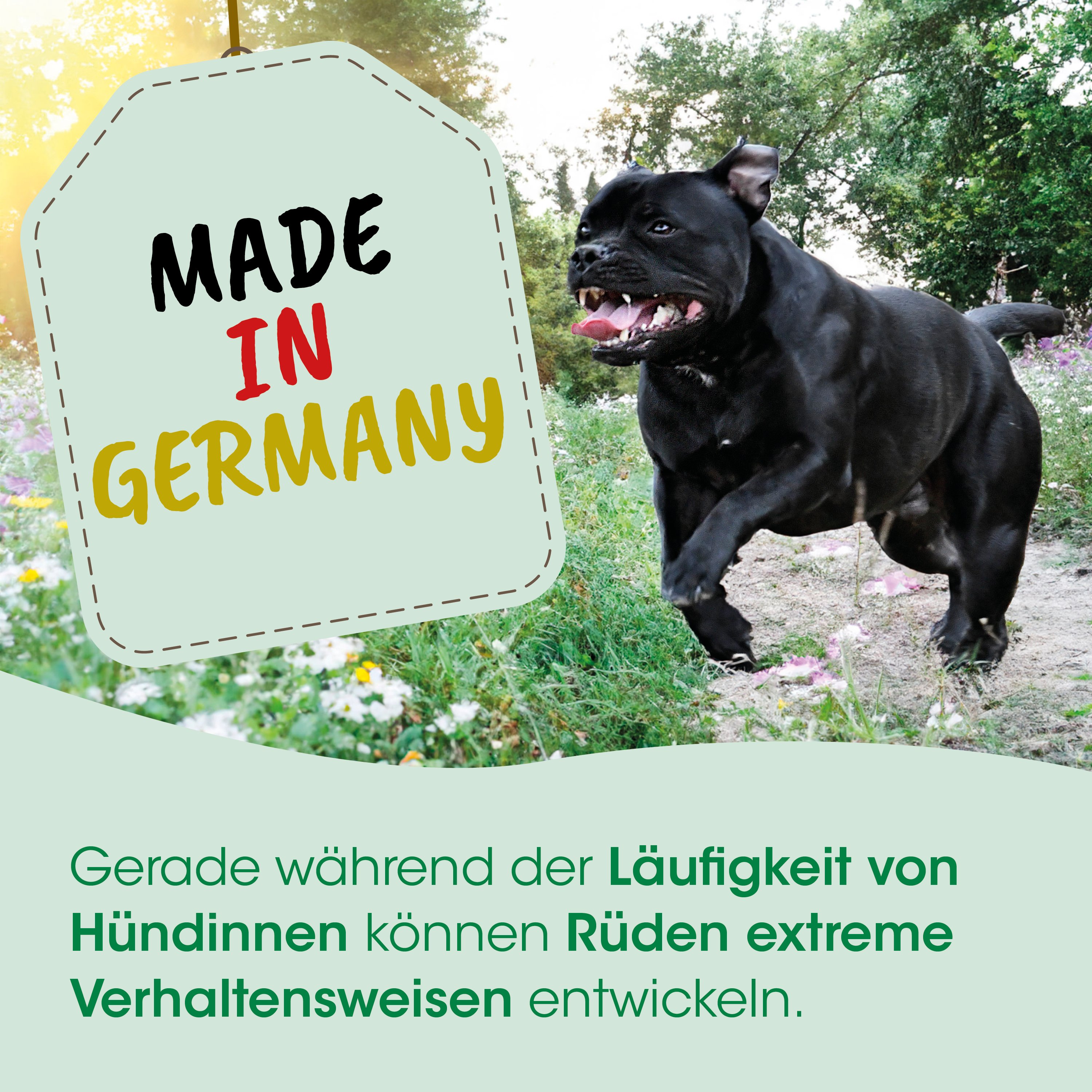schwarz, Hund, im Freien, laufender Hund, Etikett