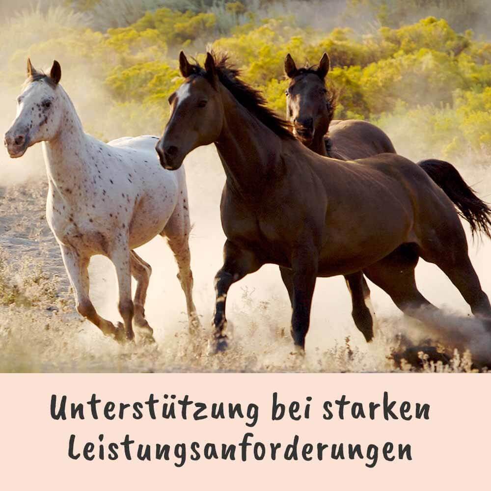 Pferde, Hengstige, Pferdefoto, Auslauf, Landschaft
