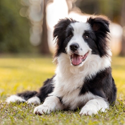 Hund, Haustier, Welpe, Hund, Welpe, Gras, Collie