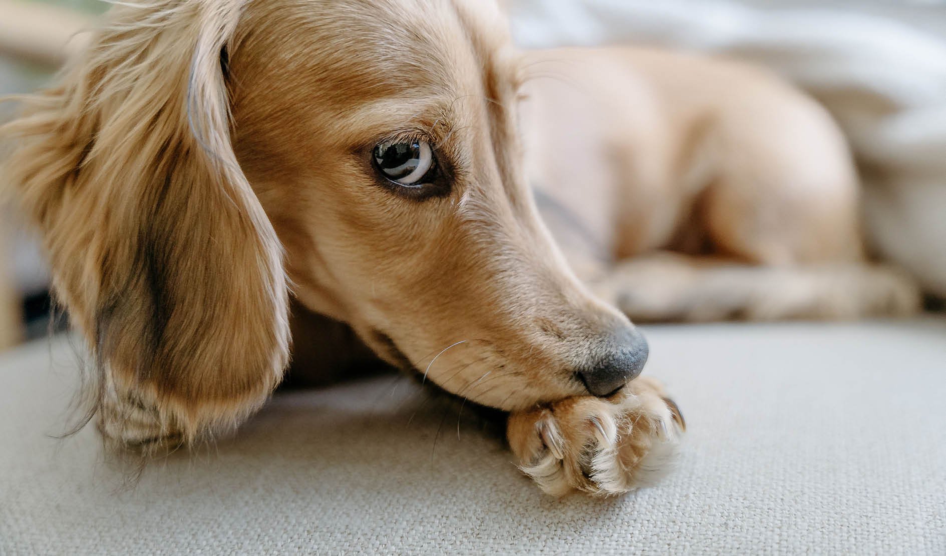 Hund, Tier, Goldfarben, lange Ohren, Pfoten