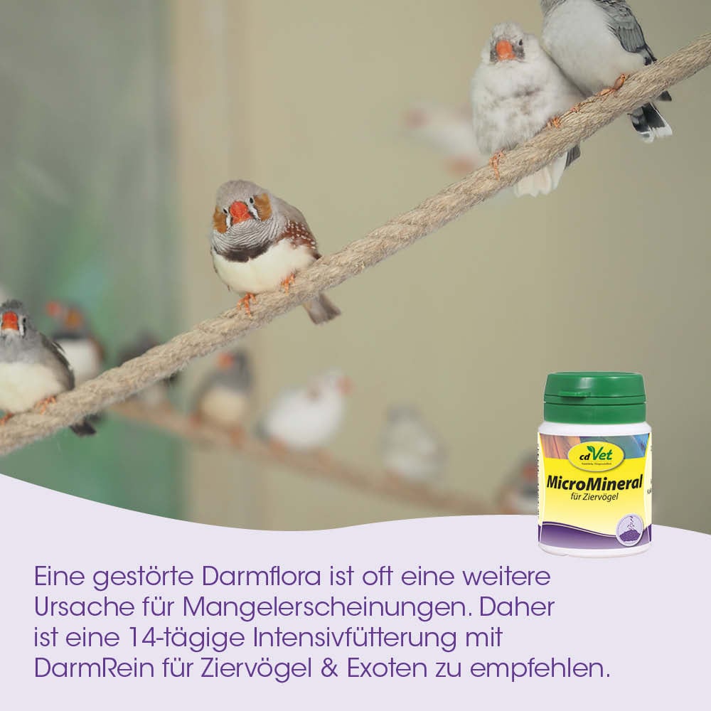Zierfink, Vogelheim, Mineralfutter, Zierwesen?, Tierfutter