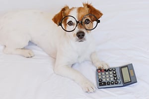 Zubehor, Brillen, Elektronik, Hund, Haustier