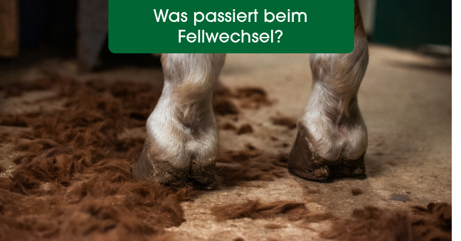Huf, Pferdehufe, Hufeisen, Hufpflege, Stallboden, Huf, Hufe, Pferd, Hufwechsel, Hufe pflegen