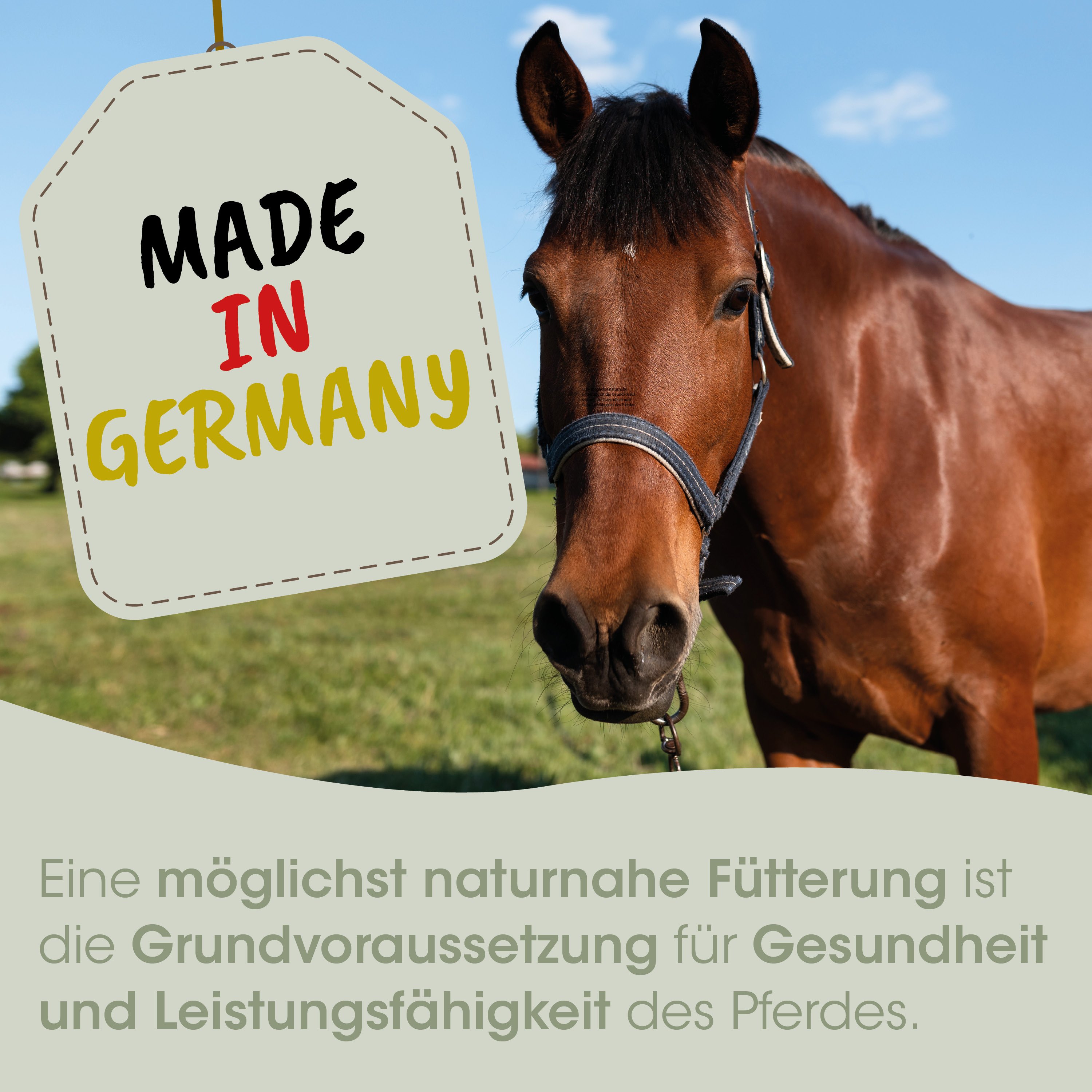horse, Halfter, braun, Pferd, Anzeige