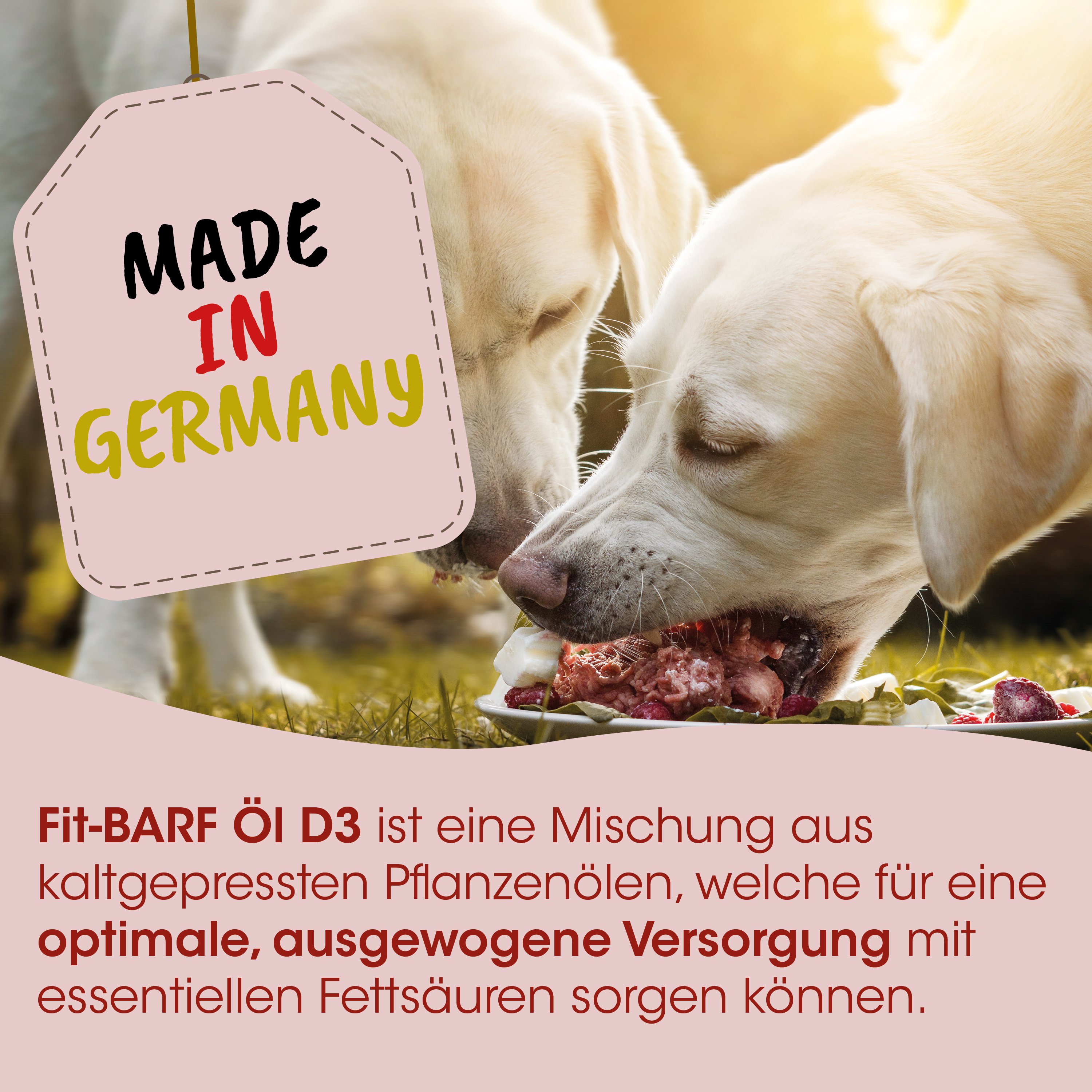 Hund, Hundefutter, Fleisch, Knochen, Teller