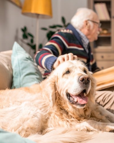 Hund, Golden Retriever, Brille, Mann, Person