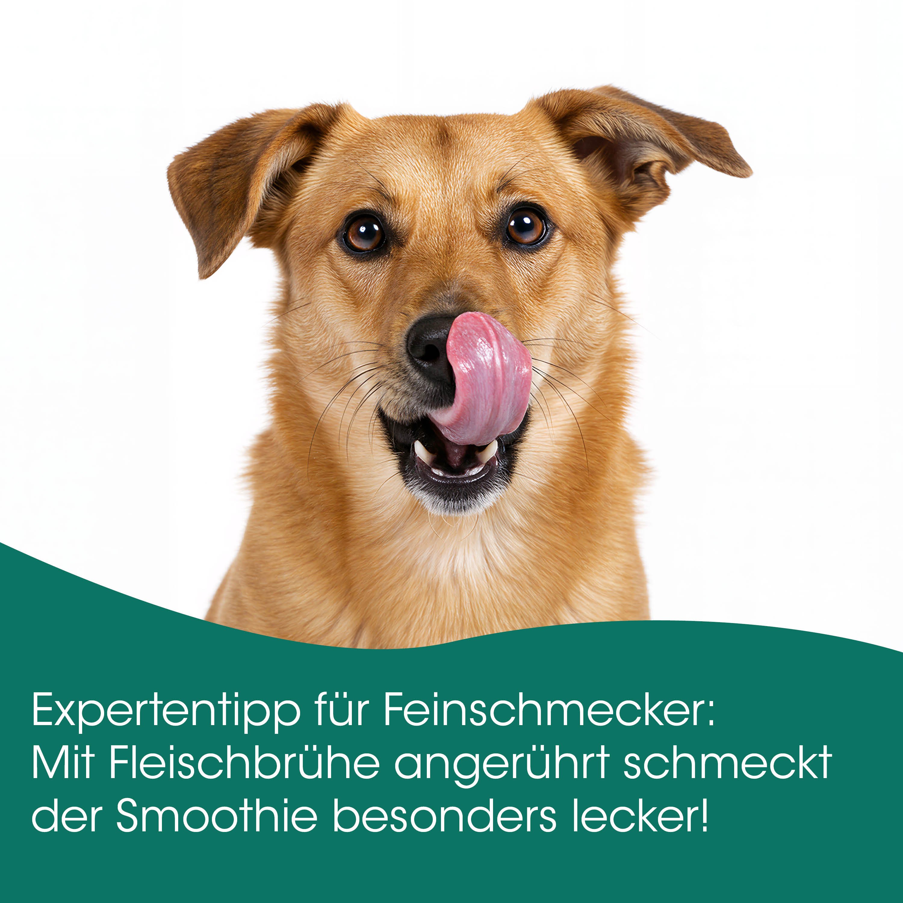 Hund, Hunde-Produkt, Zunge, Tier, Mund