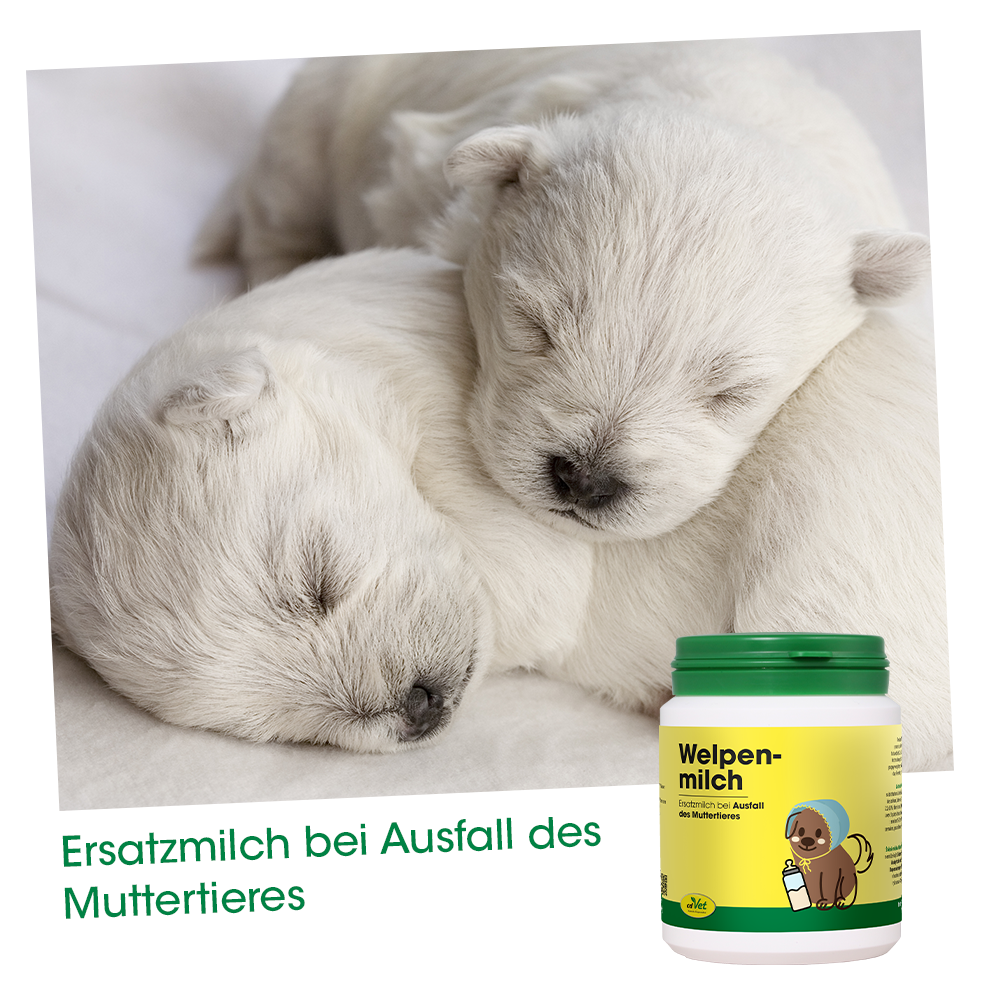 Tier, Hund, Säugetier, Haustier